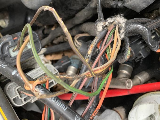 Click image for larger version

Name:	Engine - Mice wiring harness damage - Close-up.jpg
Views:	1025
Size:	60.3 KB
ID:	594238