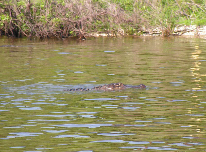 Click image for larger version

Name:	gator2.jpg
Views:	247
Size:	105.7 KB
ID:	357690