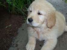 Click image for larger version

Name:	Puppy 1.jpg
Views:	1786
Size:	7.9 KB
ID:	372064